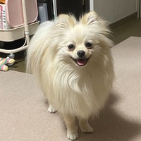 愛犬ポメラニアンは１歳6ヶ月〜健康維持のための日々の工夫