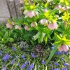 ずぼら花壇　生き残る花　消えゆく花