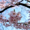 春の訪れのお話。