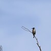 ミナミゴシキタイヨウチョウ(Southern Double-collared Sunbird)など