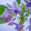 紫陽花青のダンスパーティ