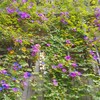 垂直花畑