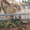 天王寺動物園