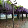 今年は大天白神社へ藤を見に