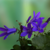我が家の花と狂い咲きの花など