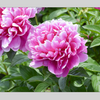 写真を水彩画に変える方法【Photoshop Elements】