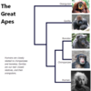 類人猿はどこから「ヒト」なのか？　（分類編）