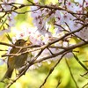 桜ルリビタキちゃん