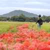 奈良県藤原宮跡で彼岸花を撮影する