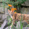 隣市北寺社のねこさん