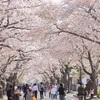 震災10年つれづれ (4)帰還困難区域と隣り合わせの町の誇り。夜ノ森の桜並木へ