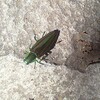 連続してクビアカのこと、など