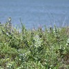 ハマゴウの咲く海辺