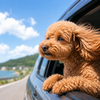夏のお出かけ前にチェック！犬猫とのお出かけで気をつけたいポイント