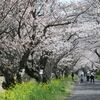 　桜と菜の花