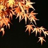 『紅葉名所』