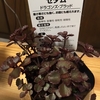 多肉植物を買いました。