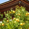 興福寺南円堂の右近の橘（１１月上旬～下旬）