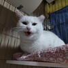 地域猫グレイの家猫修行