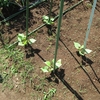 6月の芽生え