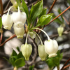 庭のドウダンツツジに白い花が咲きました。