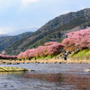 【一眼レフ】懲りずに今年も河津桜を見に行ってきた