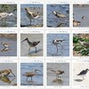 My野鳥図鑑）撮影した野鳥が累計151種になった。