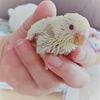 丈夫で育てやすいセキセイインコ？