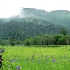 梅雨の尾瀬ヶ原