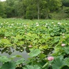 万博公園 初夏の花  花言葉 その2