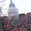 １月２９日　墨田区で猫さま歩き　とその情景