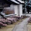 梅の出迎え