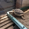 ペトラ近況