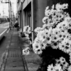 グレーな町にグレーな花が咲く