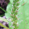 (343) Plantago asiatica