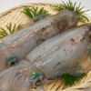 第3回能登のアオリイカを釣って食べよう会の公募