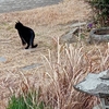 クロ猫のなわばり巡回