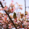 孝行ドライブ熱海桜編②熱海桜とメジロとの格闘