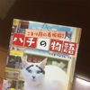 こまり顔の看板猫！　ハチの物語