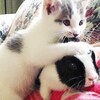 子猫とウサギのかわいいGIF画像【猫画像まとめ】