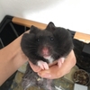 ゴールデンハムスターを飼い始めました。