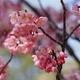 金沢城公園玉泉院丸口の「椿寒桜」