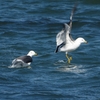 白山を望んで鳥見、九頭竜川。