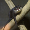 コツメカワウソ Aonyx cinerea