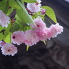 来迎寺菊桜