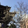 清正公寺の白梅も見頃でした