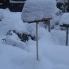 雪の朝の鳥たち