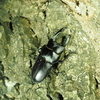 コクワガタって珍しいの？　珍しい大型コクワガタ