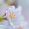 雨雫と桜[明石公園]
