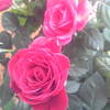 鉢植えのバラ